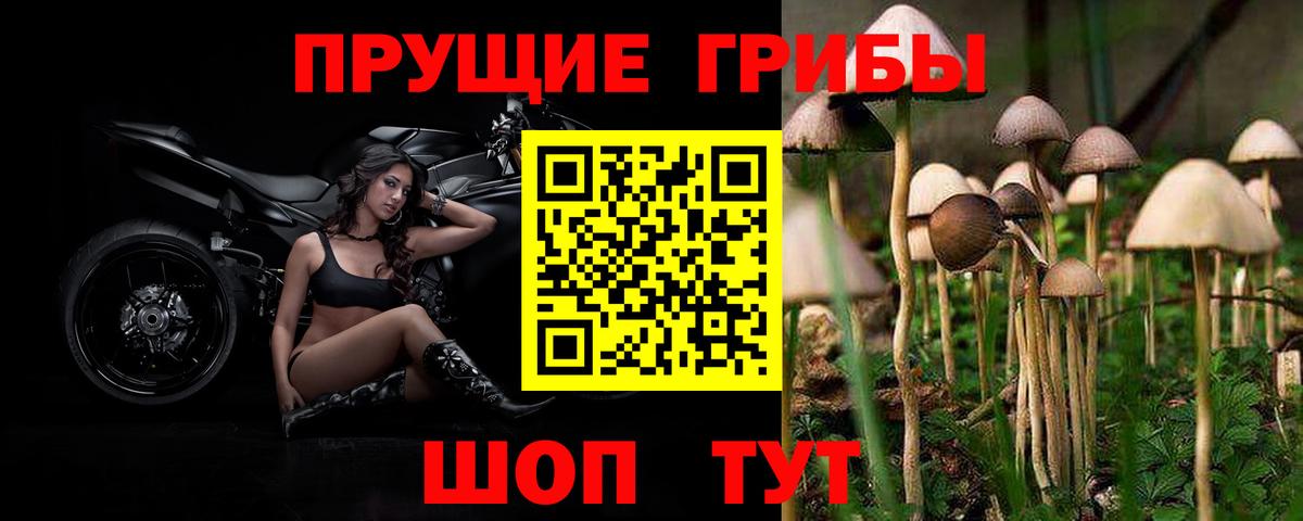 Галлюциногенные грибы Psilocybe Горячий Ключ